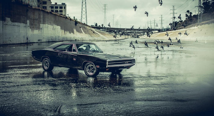 Black Dodge Charger in a concrete river with birds