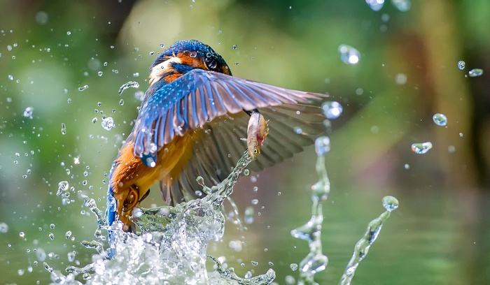 Kingfisher bird catching a fish in water splash