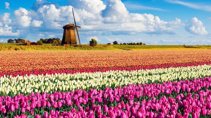 Tulip field with windmill in the Netherlands