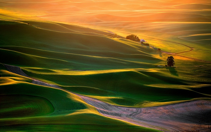 Rolling green hills bathed in golden sunlight