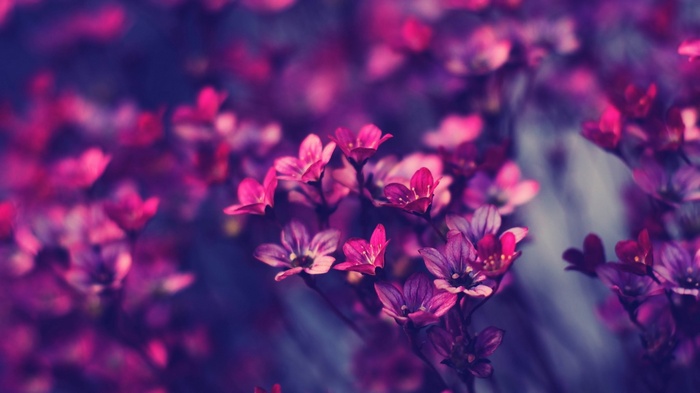Close-up of pink and purple flowers