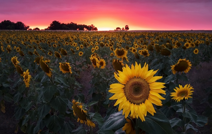 Field of sunflowers at sunset