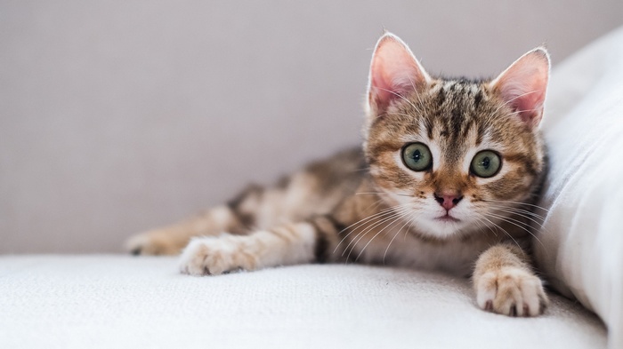 A tabby kitten with green eyes lies on a white surface.