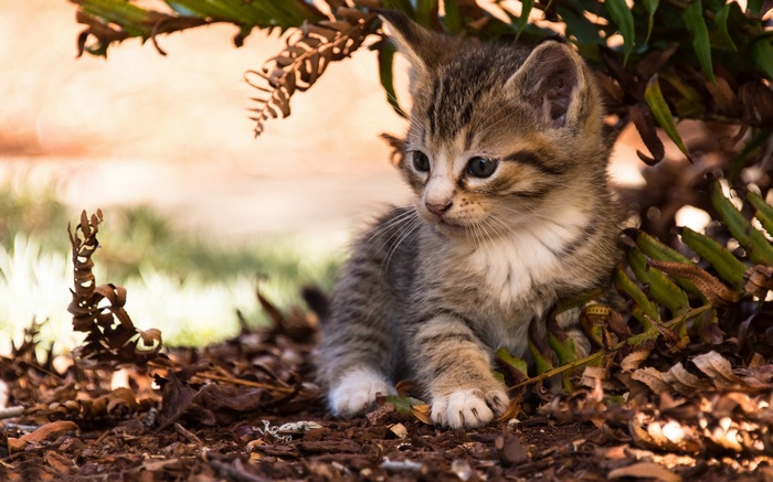 A small tabby kitten sits among fallen leaves and ferns.