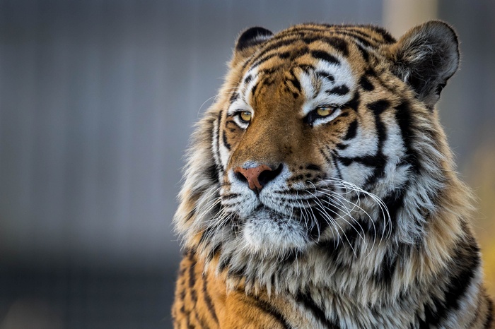 Close-up of a tiger's face