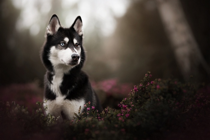 Husky dog with heterochromia in a forest