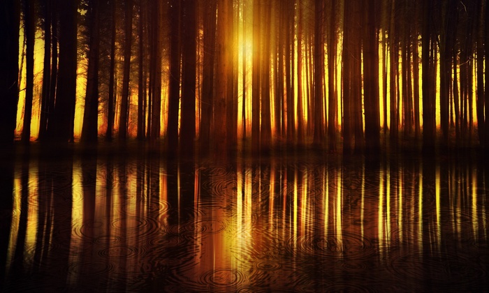 Sunlight filtering through trees reflected in water
