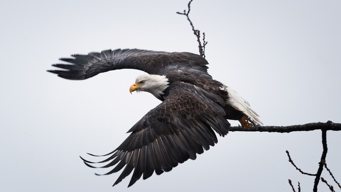 Bald eagle in flight near a tree branch