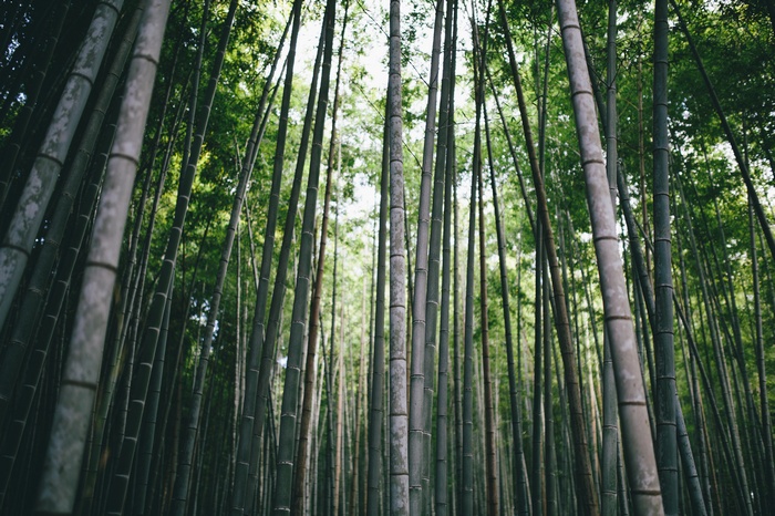 Bamboo forest in Kyoto, Japan