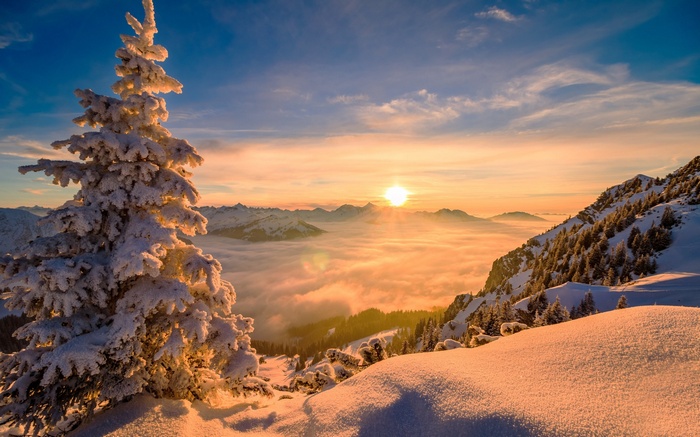 Snow-covered pine tree at sunrise over misty mountains
