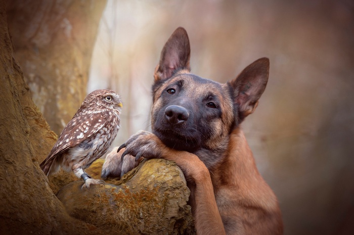 A German Shepherd dog and a small owl on a tree branch