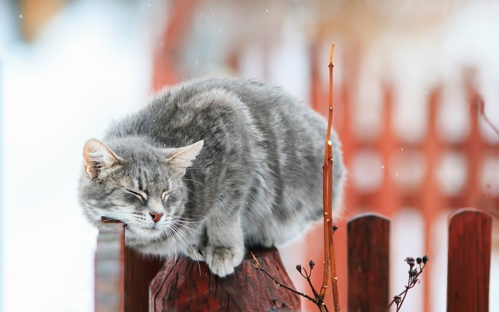 Gray tabby cat sleeping on a wooden fence