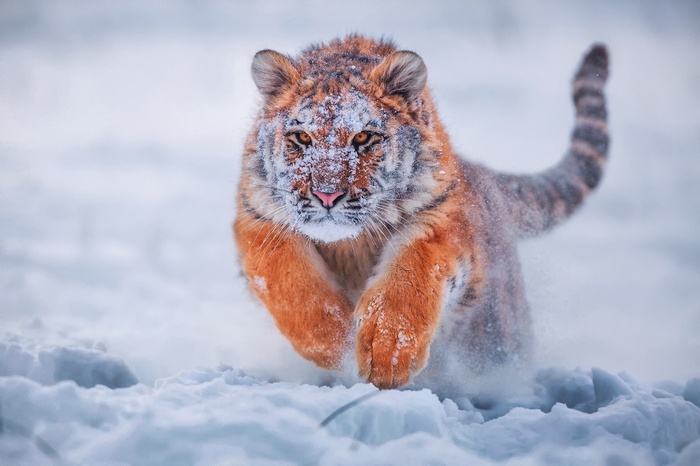 Tiger running through snow