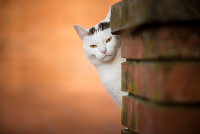 White cat peeking from behind a brick pillar