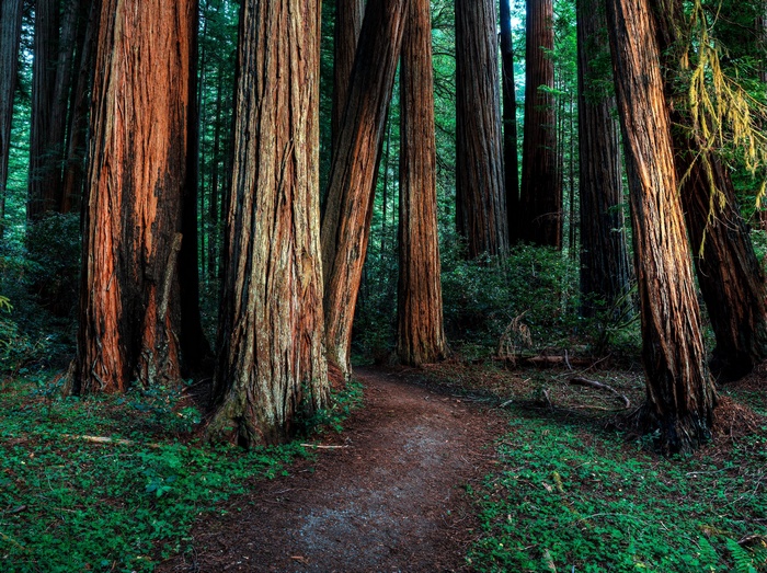 A dirt path winds through a redwood forest