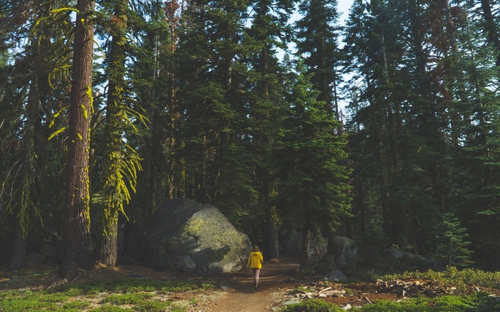 Woman in yellow jacket walks on forest path near large rock
