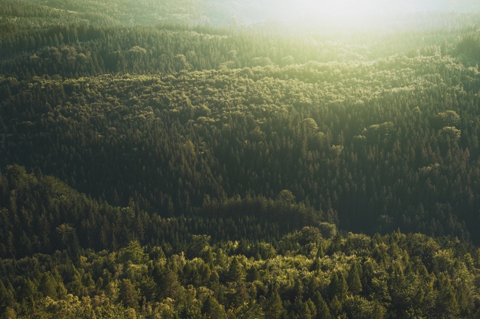 Aerial view of a sunlit forest in the Czech Republic