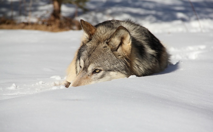 Wolf lying in the snow