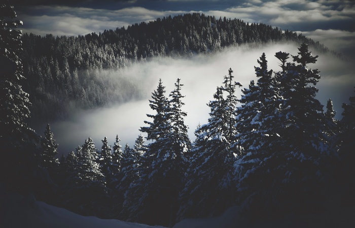 Snow-covered trees in a misty mountain forest