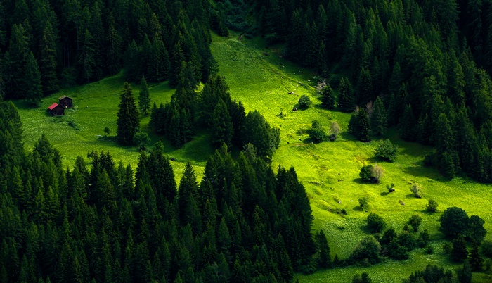 Green forest with a small cabin on a hill