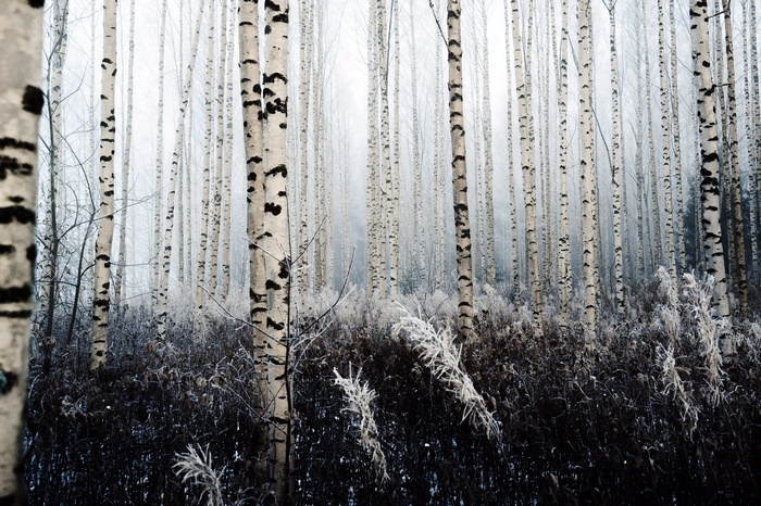 Birch forest in winter with frost