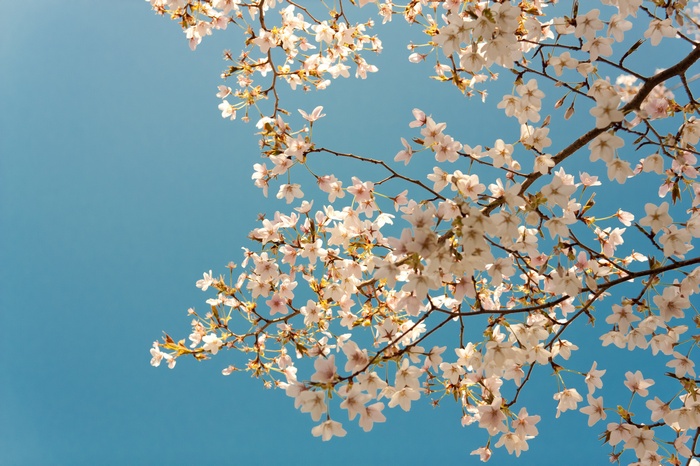 Cherry blossoms against a blue sky