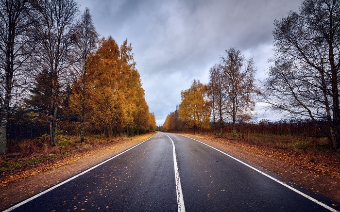 Road through autumn forest with yellow trees