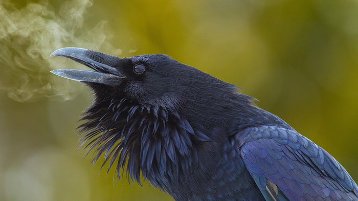 Raven with steam coming from its beak
