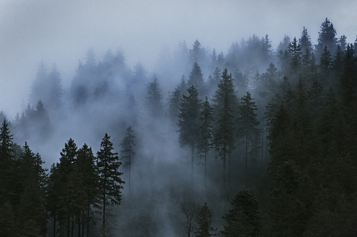 Misty forest with tall evergreen trees
