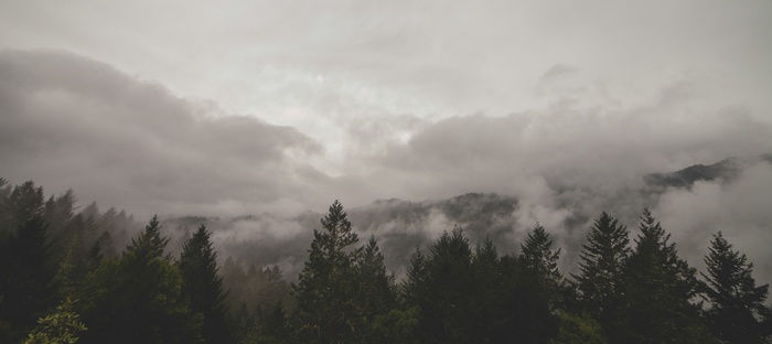 Misty forest with evergreen trees and clouds