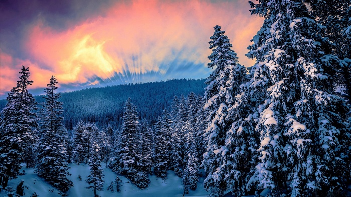 Snow-covered trees at sunset in a forest