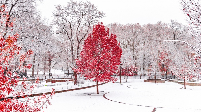 Red tree in a snowy park