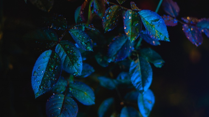 Blue leaves with water drops in the dark