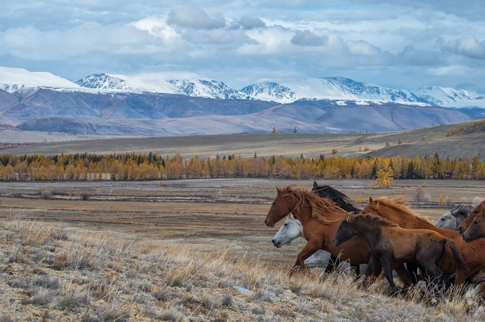 Horses running in the Altai Mountains landscape