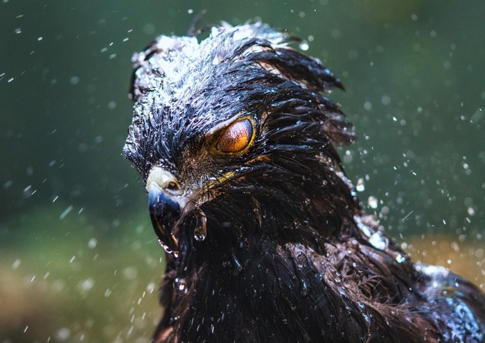 Black eagle with water droplets in rain