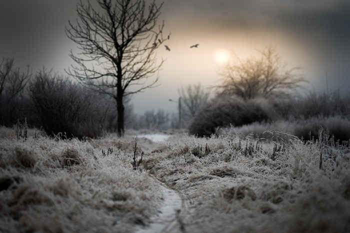 Winter landscape with frosted grass and bare trees