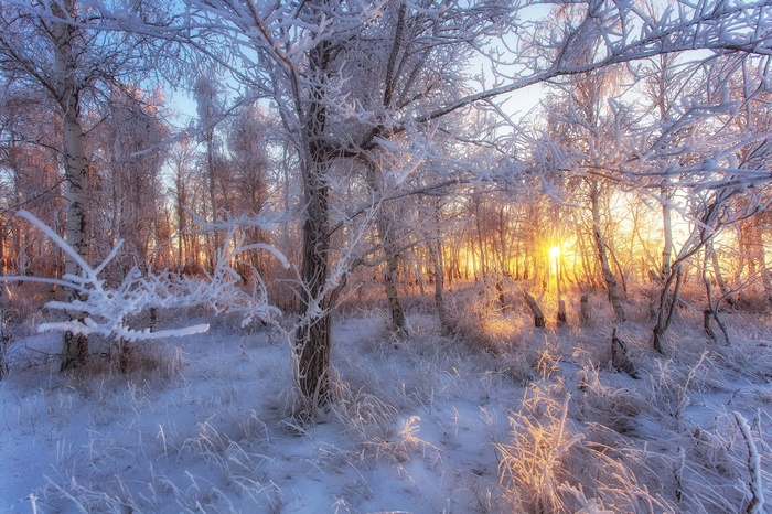 Winter forest with frost-covered trees and sunlight