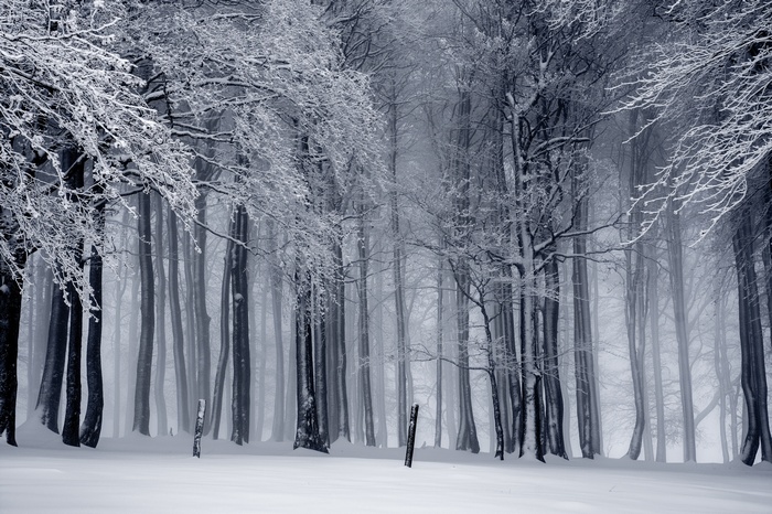 Monochrome winter forest with snow and mist