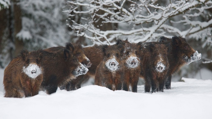 Wild boars in a snowy forest