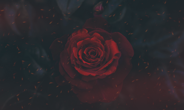 Red rose with glowing embers