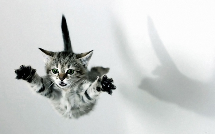 fall, cat, kittens, jumping