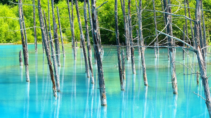 Dead trees in bright blue water with green forest background