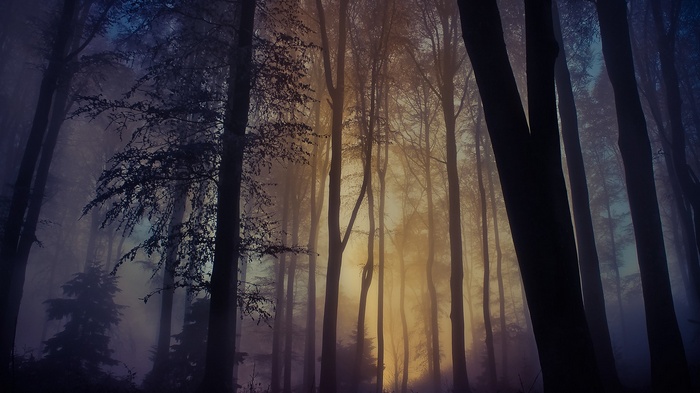 Misty forest with tall trees and fog