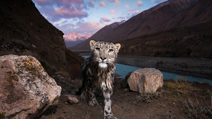 Snow leopard in a mountain landscape