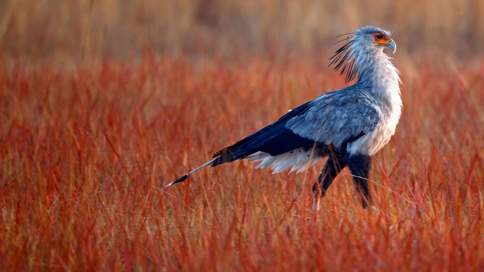 Secretary bird standing in tall red grass