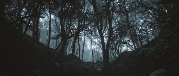Dark, misty forest with silhouetted trees