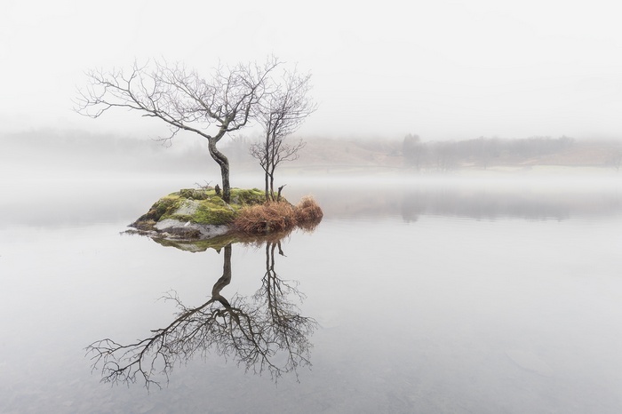 Bare trees on a small island reflected in misty water