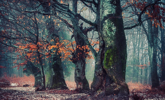 Misty forest with autumn leaves and mossy trees