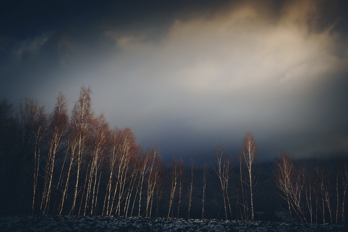 Bare trees against a dramatic sky