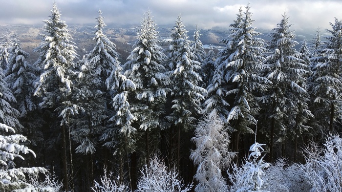 Snow-covered evergreen trees in a winter landscape